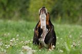 BASSET HOUND 040